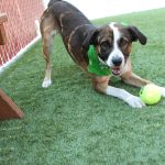 Speelse hond in de opvang